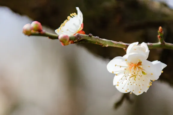 Bild von Frühlingsanfang - Weckruf nach dem Wunsch beruflicher Veränderung